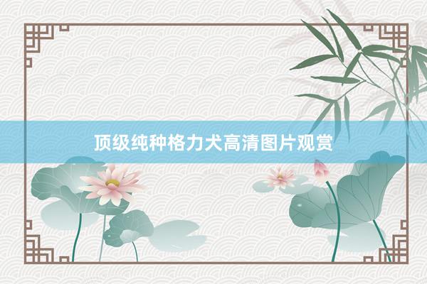 顶级纯种格力犬高清图片观赏